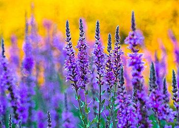 《UFO魔神古兰戴萨：狼之盛宴》上市宣传片欣赏