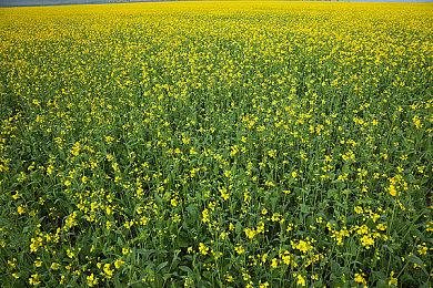 机甲策略游戏《传继者》“主题曲”预告片分享